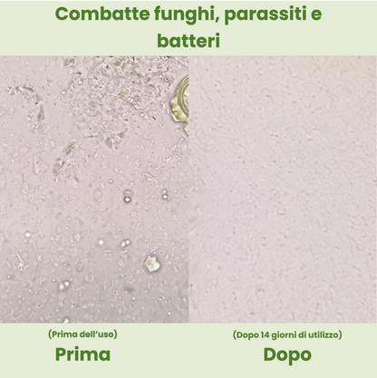 Olea | Capsule di Olio di Origano